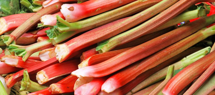 It’s coming up rhubarb!